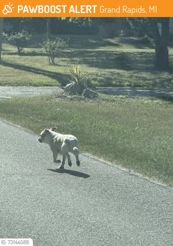 Found/Stray Male Dog last seen Aberdeen and Ball NE, Grand Rapids, MI 49505