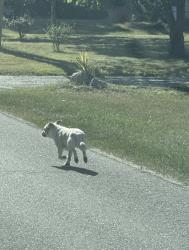 Found/Stray Male Dog last seen Aberdeen and Ball NE, Grand Rapids, MI 49505