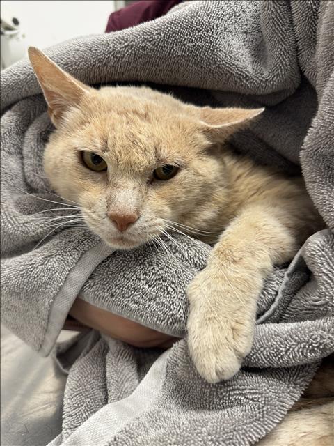 Shelter Stray Male Cat last seen , 11361 W Pico Blvd, Los Angeles, CA 90064, USA