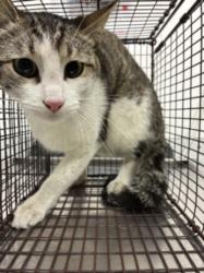 Shelter Stray Male Cat last seen , 11361 W Pico Blvd, Los Angeles, CA 90064, USA