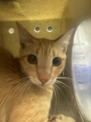 Shelter Stray Female Cat last seen , 11361 W Pico Blvd, Los Angeles, CA 90064, USA