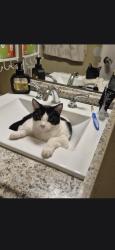 Lost Male Cat last seen Peachcrest, Decatur, GA 30032