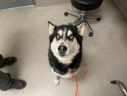 Shelter Stray Female Dog last seen HONEYSUCKLE, 11232 B Ave, Auburn, CA 95603, USA