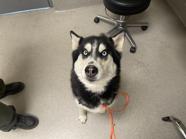 Shelter Stray Female Dog last seen HONEYSUCKLE, 11232 B Ave, Auburn, CA 95603, USA