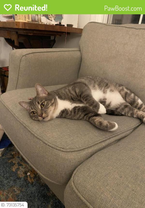 Reunited Male Cat last seen Townhouses ,estabrook park,Hampton rd,backyards and shaded areas, Whitefish Bay, WI 53217