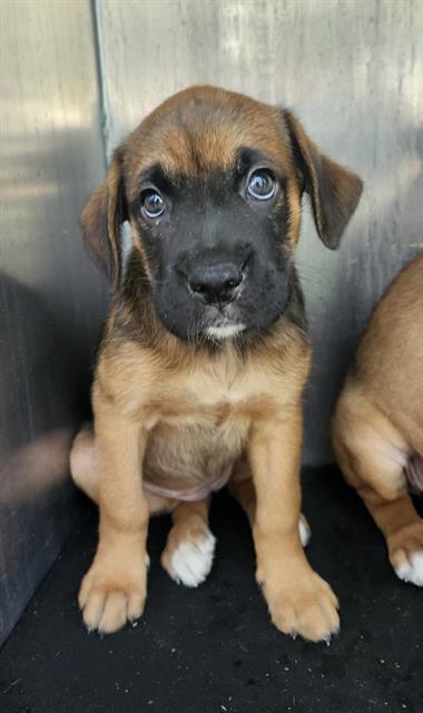 Shelter Stray Female Dog last seen Near BLOCK NW 36TH ST, 4710 TX-151, San Antonio, TX 78227, USA
