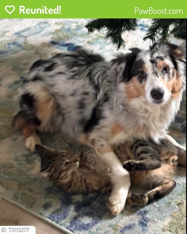 Reunited Male Dog last seen Road 415, Raymond, CA 93653