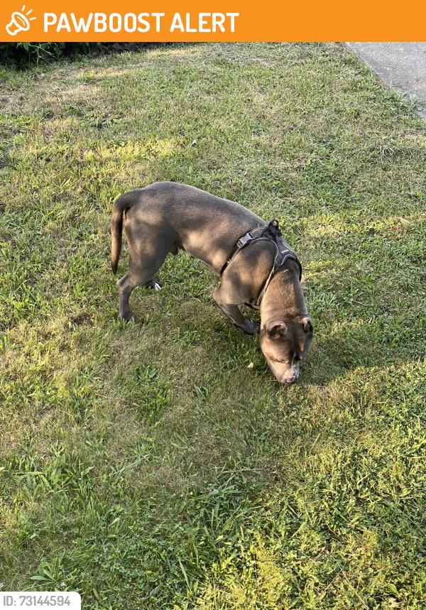Found/Stray Unknown Dog last seen Sundale simpson, North College Hill, OH 45239