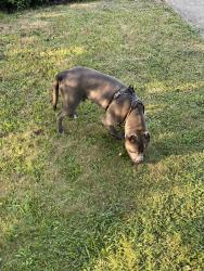 Found/Stray Unknown Dog last seen Sundale simpson, North College Hill, OH 45239