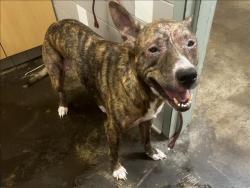 Shelter Stray Female Dog last seen , 957 N Gaffey St, San Pedro, CA 90731, USA