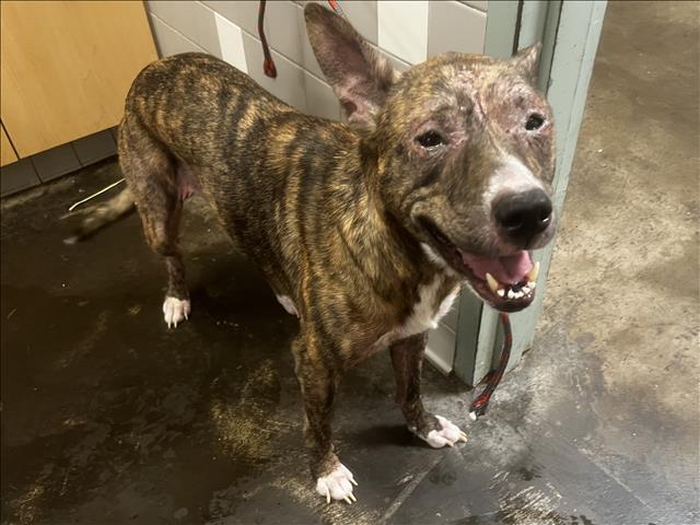 Shelter Stray Female Dog last seen , 957 N Gaffey St, San Pedro, CA 90731, USA