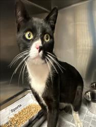 Shelter Stray Male Cat last seen , 957 N Gaffey St, San Pedro, CA 90731, USA