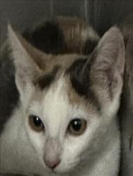 Shelter Stray Female Cat last seen , 957 N Gaffey St, San Pedro, CA 90731, USA