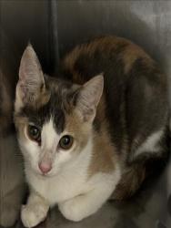 Shelter Stray Female Cat last seen , 957 N Gaffey St, San Pedro, CA 90731, USA