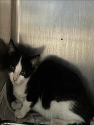 Shelter Stray Female Cat last seen , 957 N Gaffey St, San Pedro, CA 90731, USA