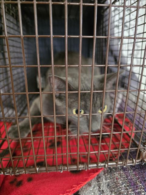 Shelter Stray Female Cat last seen , 957 N Gaffey St, San Pedro, CA 90731, USA
