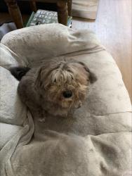 Reunited Unknown Dog last seen Waterside Neighborhood, Alpharetta, GA 30004