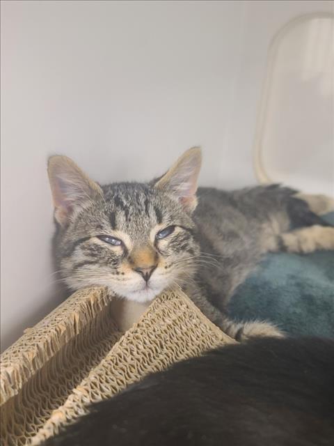 Shelter Stray Male Cat last seen ANDRES/TENNYSON, 16 Barnes Ct, Hayward, CA 94544, USA