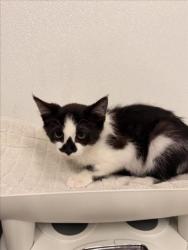 Shelter Stray Female Cat last seen GRACE/MONTGOMERY, 16 Barnes Ct, Hayward, CA 94544, USA