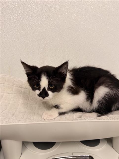 Shelter Stray Female Cat last seen GRACE/MONTGOMERY, 16 Barnes Ct, Hayward, CA 94544, USA