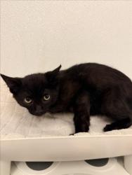 Shelter Stray Male Cat last seen GRACE/MONTGOMERY, 16 Barnes Ct, Hayward, CA 94544, USA
