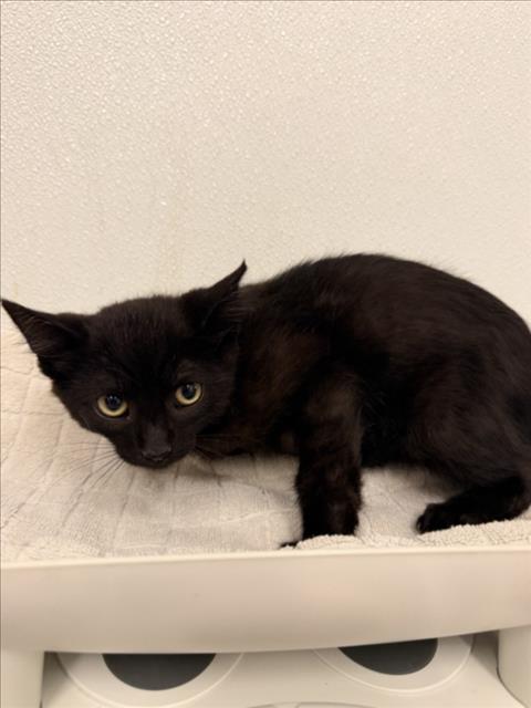 Shelter Stray Male Cat last seen GRACE/MONTGOMERY, 16 Barnes Ct, Hayward, CA 94544, USA