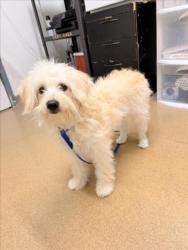 Shelter Stray Female Dog last seen JACKSON/SANTA CLARA, 16 Barnes Ct, Hayward, CA 94544, USA