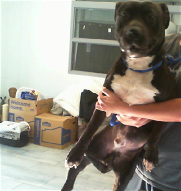 Shelter Stray Male Dog last seen CHARLOTTE, 8315 Byrum Dr, Charlotte, NC 28217, USA