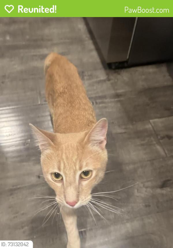 Reunited Male Cat last seen Hidalgo circle, Roseville, CA, Roseville, CA 95747
