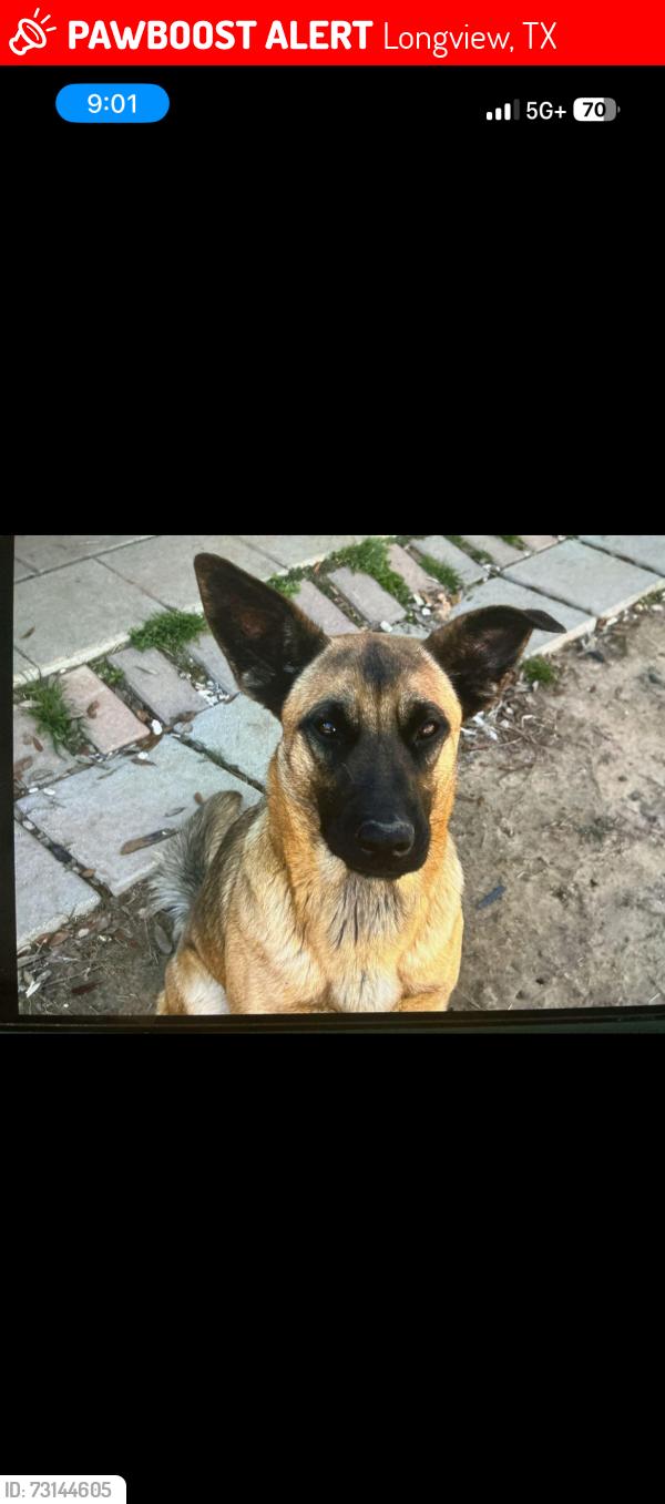 Lost Female Dog last seen Lane wells, Longview, TX 75604