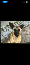 Lost Female Dog last seen Lane wells, Longview, TX 75604