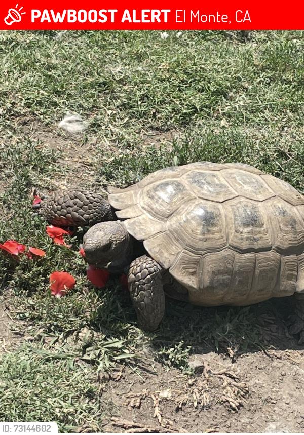 Lost Male Other last seen Fineview st, El Monte, CA 91732