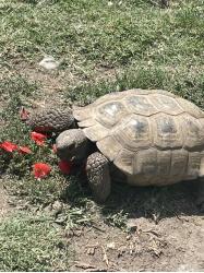 Lost Male Other last seen Fineview st, El Monte, CA 91732