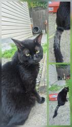 Found/Stray Unknown Cat last seen Emilie/ Gordon st, Brantford, ON 