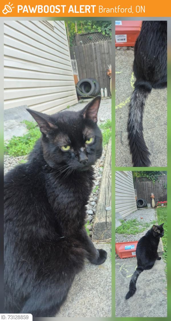Found/Stray Unknown Cat last seen Emilie/ Gordon st, Brantford, ON 