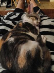 Lost Female Cat last seen Samsung hwy, Taylor, TX 76574