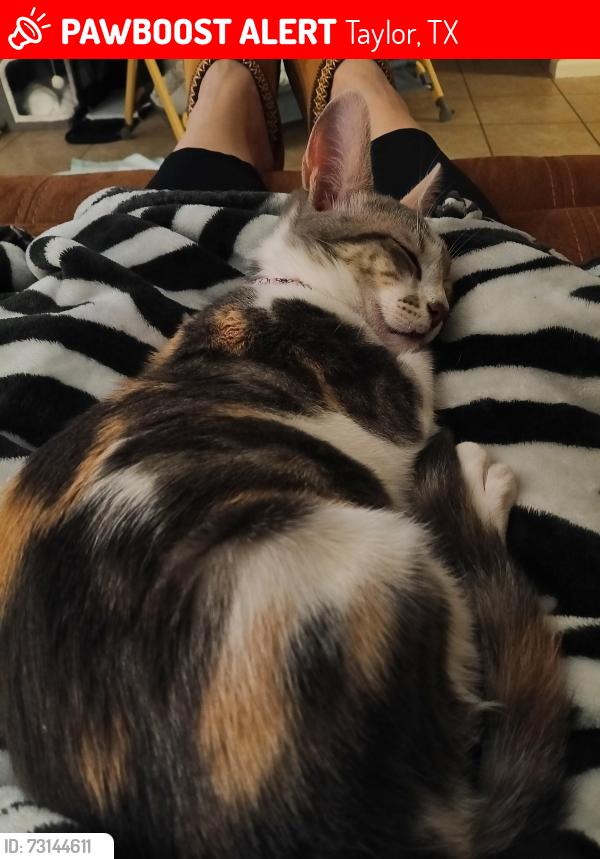 Lost Female Cat last seen Samsung hwy, Taylor, TX 76574