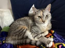 Lost Female Cat last seen Kinsrow and MLK blvd, Eugene, OR 97401
