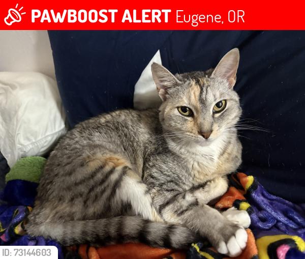 Lost Female Cat last seen Kinsrow and MLK blvd, Eugene, OR 97401