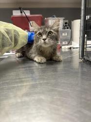 Shelter Stray Female Cat last seen 5300BLK W OAKEY BLVD, 655 N Mojave Rd, Las Vegas, NV 89101, USA