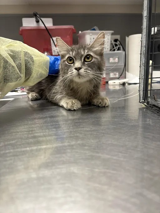 Shelter Stray Female Cat last seen 5300BLK W OAKEY BLVD, 655 N Mojave Rd, Las Vegas, NV 89101, USA