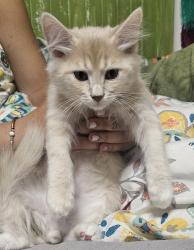 Found/Stray Male Cat last seen Scott and Mira, Menifee, CA 92563