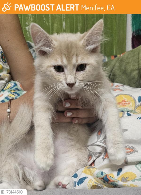 Found/Stray Male Cat last seen Scott and Mira, Menifee, CA 92563