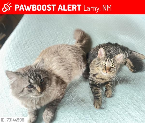 Lost Male Cat last seen Highway 42 and the hill street, Lamy, NM 87540