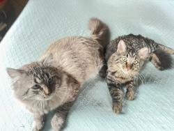 Lost Male Cat last seen Highway 42 and the hill street, Lamy, NM 87540