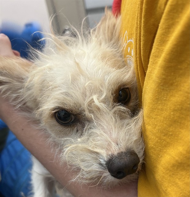Shelter Stray Male Dog last seen , 4000 N Silverbell Rd, Tucson, AZ 85745, USA