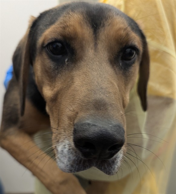 Shelter Stray Female Dog last seen , 4000 N Silverbell Rd, Tucson, AZ 85745, USA