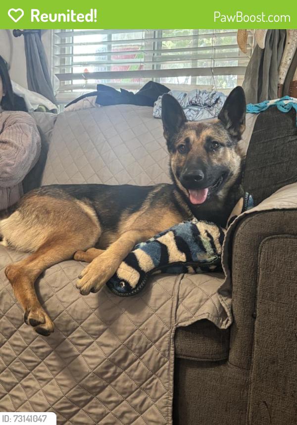 Reunited Female Dog last seen Near E Duell St, Azusa, CA 91702, USA, Azusa, CA 91702