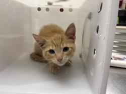 Shelter Stray Male Cat last seen Near BLOCK N HUMBOLDT BLVD, 3839 W Burnham St, West Milwaukee, WI 53215, USA