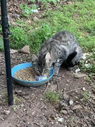 Found/Stray Unknown Cat last seen Near Orient st Meriden Ct 06450, Meriden, CT 06450